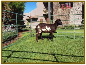 1X DAMARA OOI/EWE STUD DEON VLOK