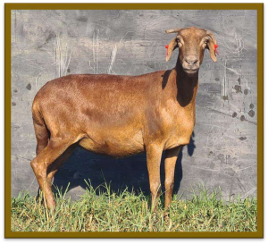 2X DAMARA OOI/EWE STUD STAN BURGER (PER STUK OM LOT TE NEEM/PER PIECE TO TAKE LOT)