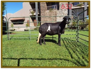 1X DAMARA OOI/EWE STUD DEON VLOK