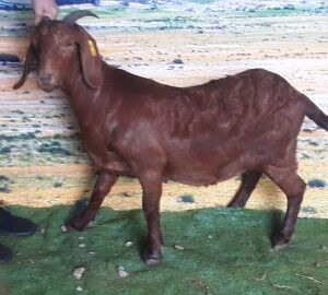 LOT 112 1X OOI/EWE Stephanie Hanekom STOET DRAGTIG