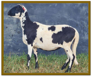 2X DAMARA OOI/EWE STUD STAN BURGER (PER STUK OM LOT TE NEEM/PER PIECE TO TAKE LOT)