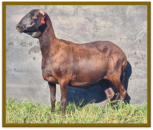 2X DAMARA OOI/EWE STUD STAN BURGER (PER STUK OM LOT TE NEEM/PER PIECE TO TAKE LOT)