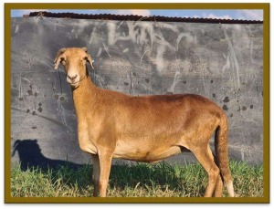 2X DAMARA OOI/EWE STUD STAN BURGER (PER STUK OM LOT TE NEEM/PER PIECE TO TAKE LOT)