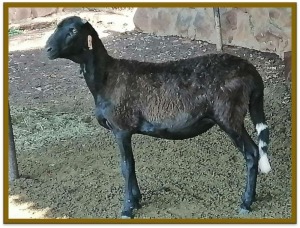 1X DAMARA OOI/EWE FLOCK WILNA STRAUSS