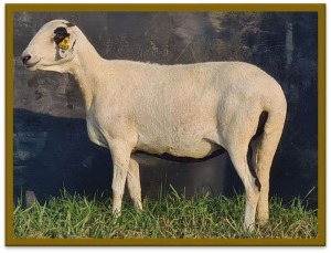 2X DAMARA OOI/EWE STUD STAN BURGER (PER STUK OM LOT TE NEEM/PER PIECE TO TAKE LOT)