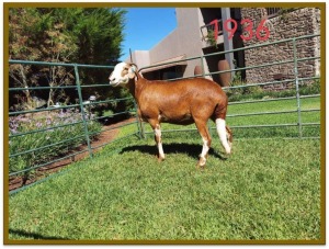 1X DAMARA OOI/EWE STUD DEON VLOK