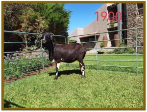 1X DAMARA OOI/EWE STUD DEON VLOK