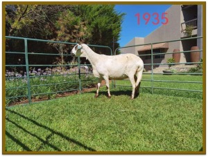 1X DAMARA OOI/EWE STUD DEON VLOK