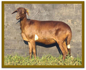 5X DAMARA OOI/EWE STUD/STUD/STUD/FLOCK/FLOCK STAN BURGER (PER STUK OM LOT TE NEEM/PER PIECE TO TAKE LOT)