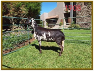 1X DAMARA OOI/EWE FLOCK DEON VLOK