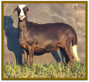 2X DAMARA OOI/EWE STUD STAN BURGER (PER STUK OM LOT TE NEEM/PER PIECE TO TAKE LOT)