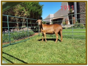 1X DAMARA OOI/EWE STUD DEON VLOK