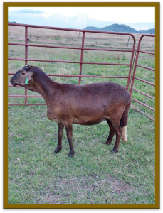 1X DAMARA OOI/EWE STUD BERTUS KOTZE