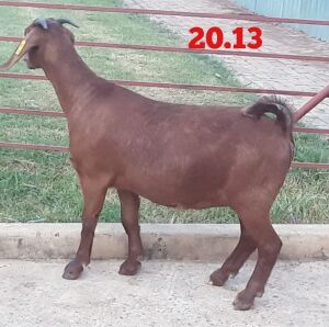 LOT 114 1X OOI/EWE Stephanie Hanekom FLOCK