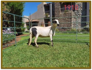 1X DAMARA OOI/EWE STUD DEON VLOK