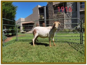 1X DAMARA OOI/EWE STUD DEON VLOK