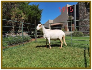 1X DAMARA OOI/EWE STUD DEON VLOK