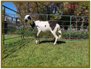 1X DAMARA OOI/EWE FLOCK DEON VLOK