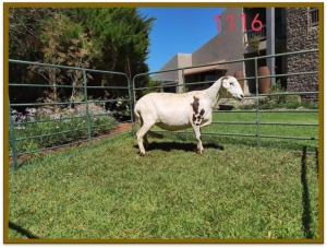 1X DAMARA OOI/EWE FLOCK DEON VLOK