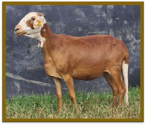 2X DAMARA OOI/EWE STUD STAN BURGER (PER STUK OM LOT TE NEEM/PER PIECE TO TAKE LOT)