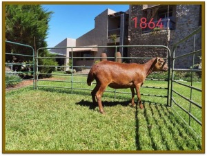 1X DAMARA OOI/EWE FLOCK DEON VLOK