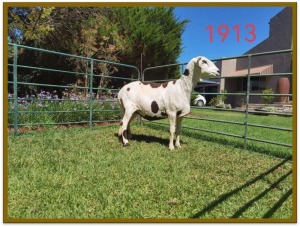 1X DAMARA OOI/EWE STUD DEON VLOK