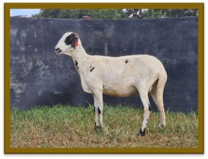 3X DAMARA OOI/EWE FLOCK/STUD/FLOCK STAN BURGER (PER STUK OM LOT TE NEEM/PER PIECE TO TAKE LOT)