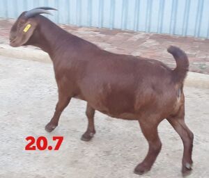 LOT 136 1X OOI/EWE Stephanie Hanekom FLOCK