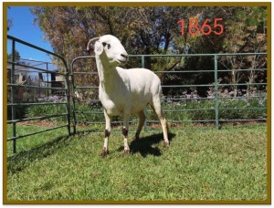 1X DAMARA OOI/EWE STUD DEON VLOK