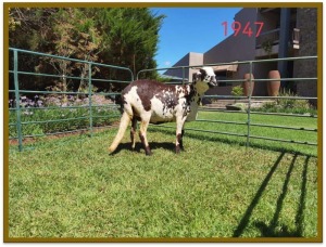 1X DAMARA OOI/EWE STUD DEON VLOK