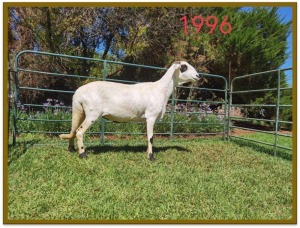 1X DAMARA OOI/EWE STUD DEON VLOK