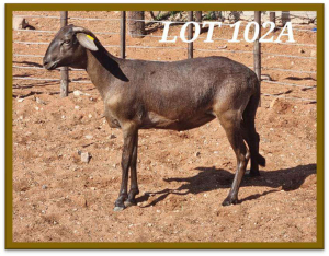 2X DAMARA OOI/EWE FLOCK WILLIE MAREE (PER STUK OM LOT TE NEEM/PER PIECE TO TAKE LOT)