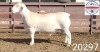 1X WHITE DORPER RAM FLOCK Kasteel Wit Dorperstoet