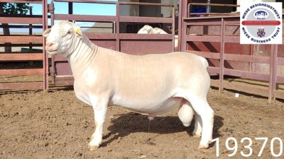 1X WHITE DORPER RAM STUD Kasteel Wit Dorperstoet