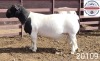 1X DORPER RAM STUD Kasteel Wit Dorperstoet