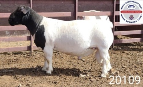 1X DORPER RAM STUD Kasteel Wit Dorperstoet