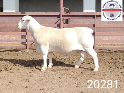 1X WHITE DORPER RAM T5 Kasteel Wit Dorperstoet