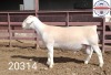 1X WHITE DORPER RAM STUD Kasteel Wit Dorperstoet