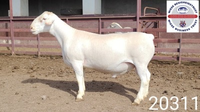 1X WHITE DORPER RAM FLOCK Kasteel Wit Dorperstoet