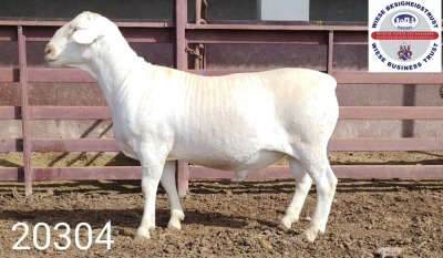 1X WHITE DORPER RAM FLOCK Kasteel Wit Dorperstoet