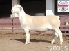 1X WHITE DORPER RAM FLOCK Kasteel Wit Dorperstoet