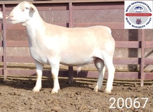 1X WHITE DORPER RAM T5 Kasteel Wit Dorperstoet