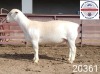 1X WHITE DORPER RAM FLOCK Kasteel Wit Dorperstoet