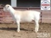 1X WHITE DORPER RAM FLOCK Kasteel Wit Dorperstoet