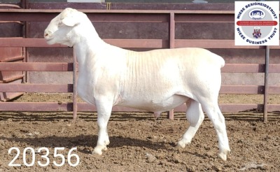 1X WHITE DORPER RAM FLOCK Kasteel Wit Dorperstoet