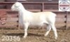 1X WHITE DORPER RAM FLOCK Kasteel Wit Dorperstoet