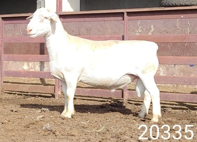 1X WHITE DORPER RAM STUD Kasteel Wit Dorperstoet