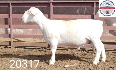 1X WHITE DORPER RAM FLOCK Kasteel Wit Dorperstoet