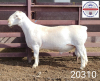 1X WHITE DORPER RAM FLOCK Kasteel Wit Dorperstoet