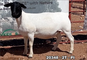 1X DORPER OOI/EWE T5 TOP B